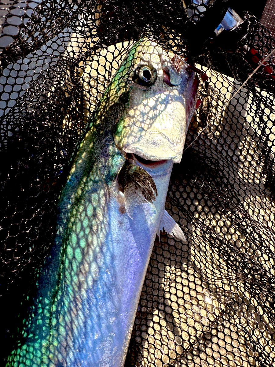 あめバイク (@BC_ZX400_N8) / Posts / X