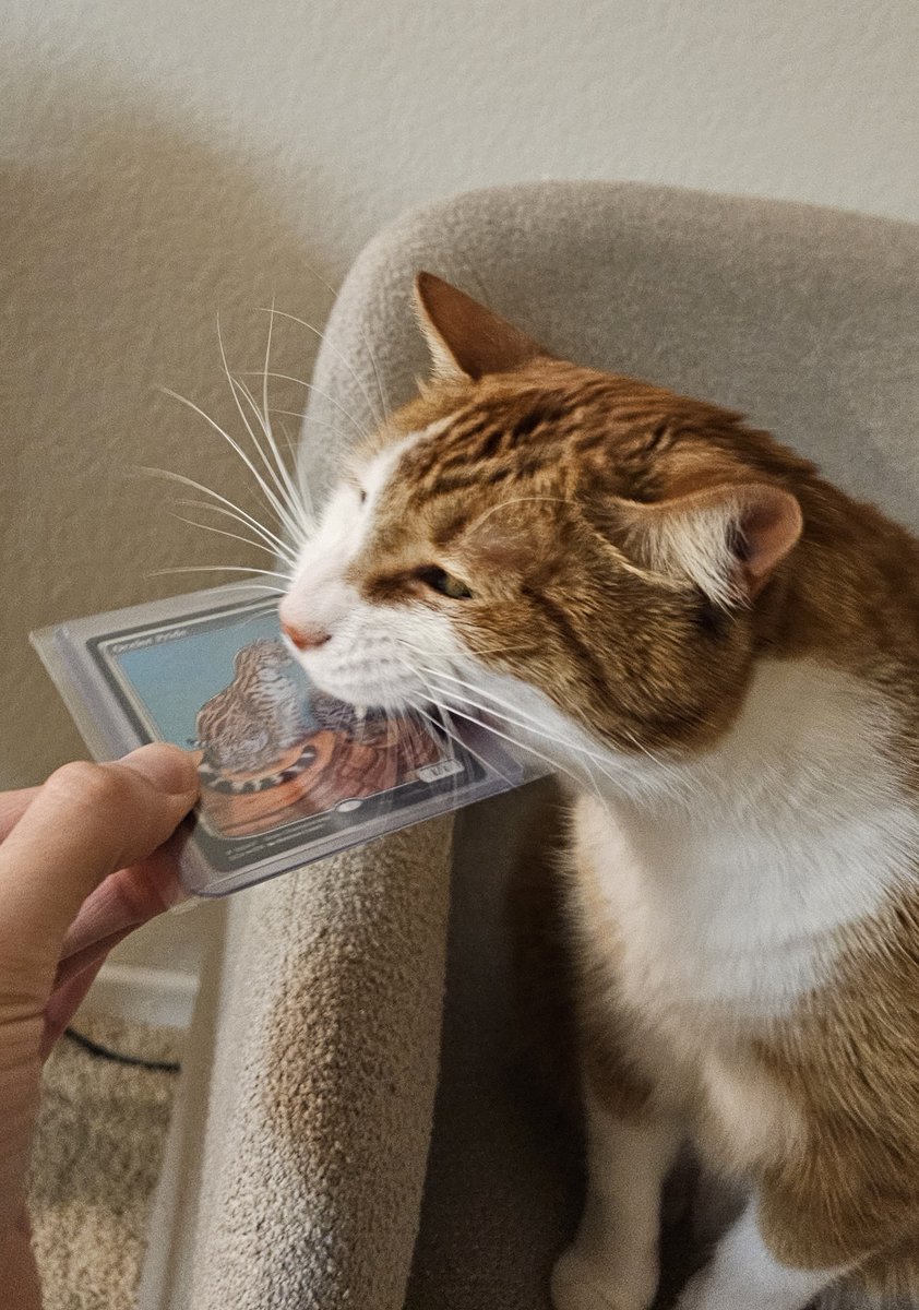 Meat MTG tweet media