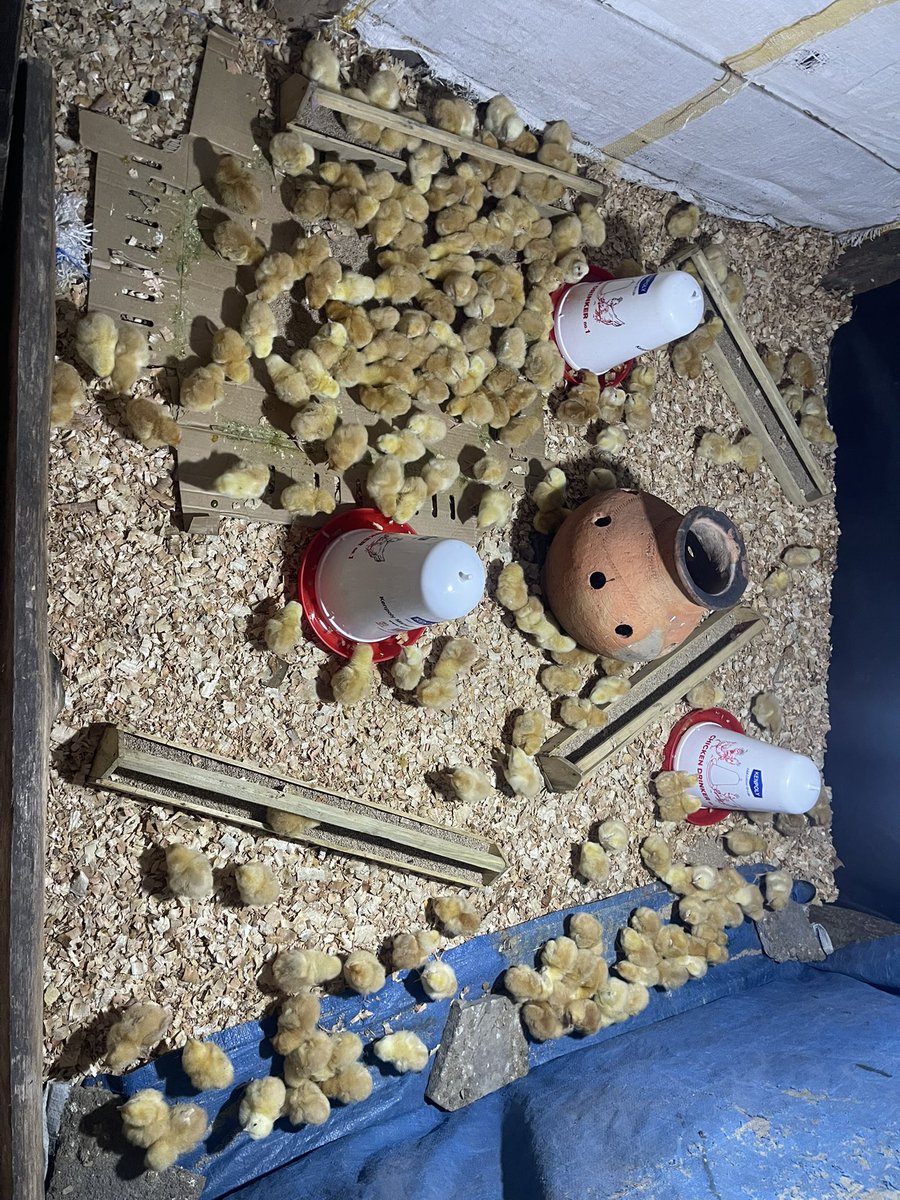 Duke Mike tweet media