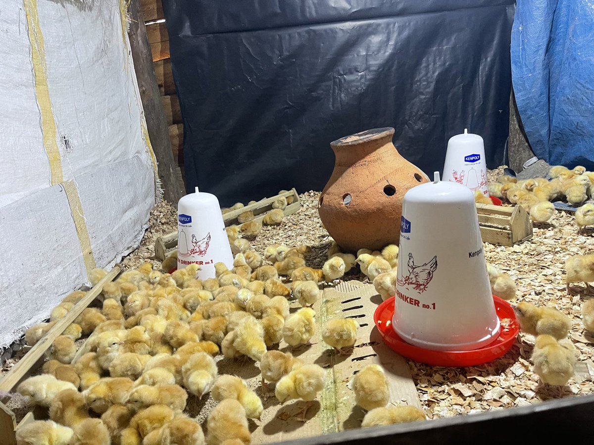 Duke Mike tweet media