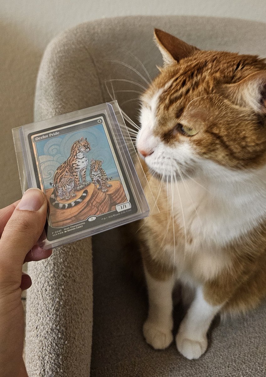 Meat MTG tweet media