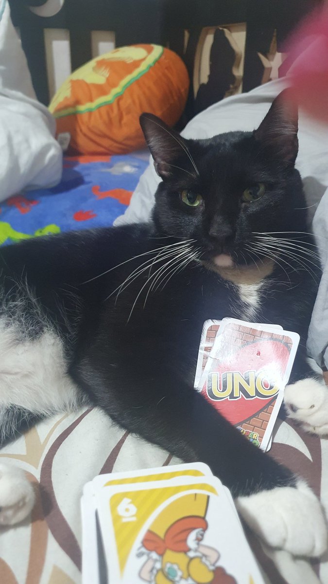 SaridAmy's tweet photo. @abr6zame Hola yo amo ami gato!!!
Baaghera https://t.co/bpszg7324n