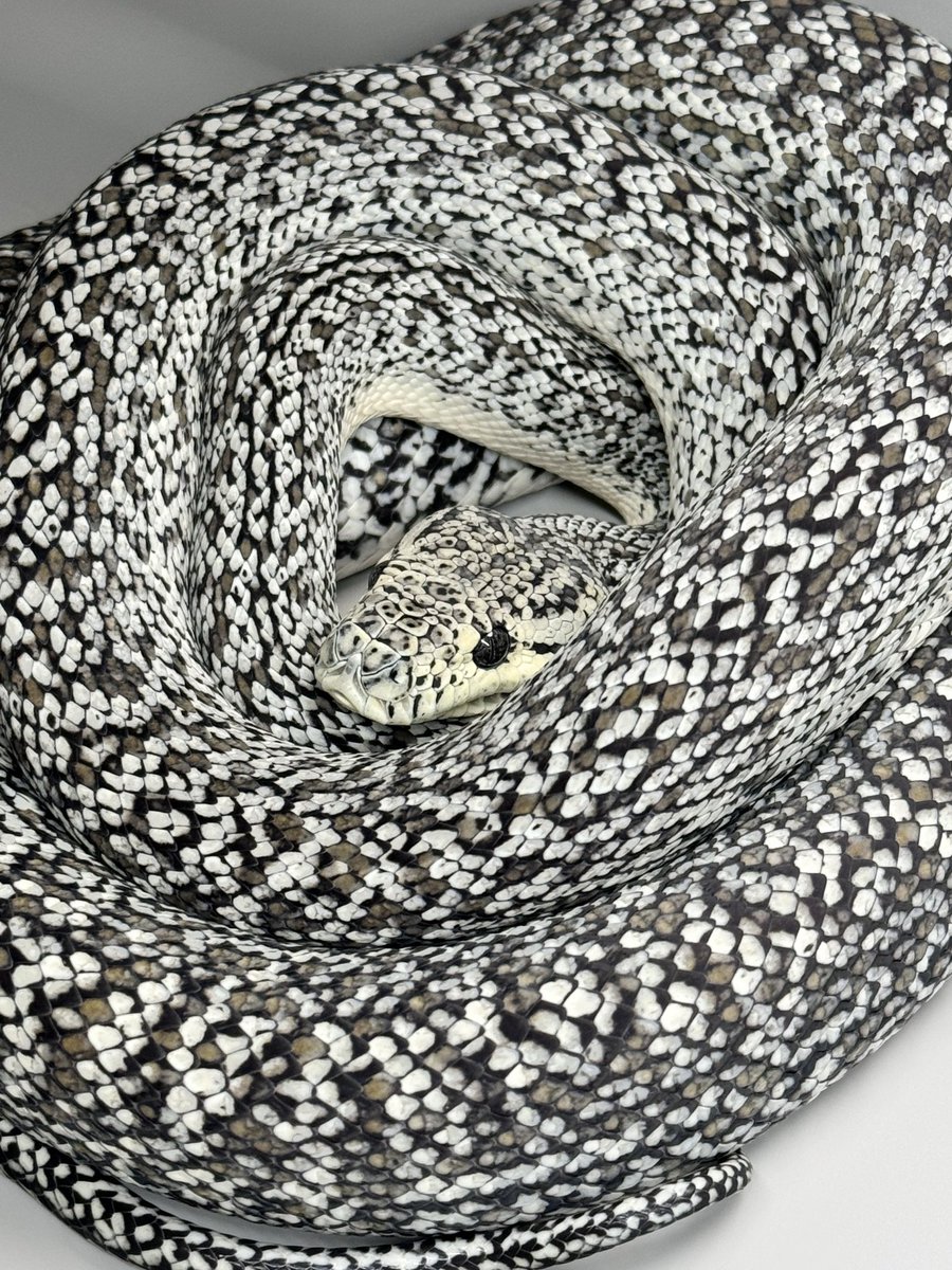 はちゅ太郎@アザグラマー tweet media