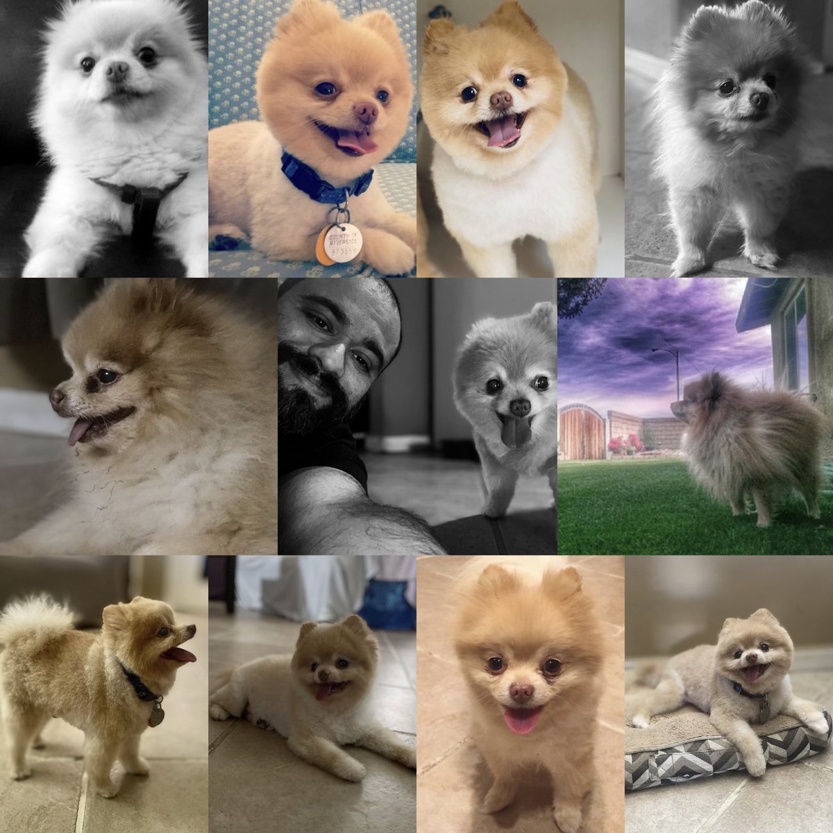 Rest Easy Max! Love you and will miss you so much! 15yrs with us and our 1st out of 5 doggos. Thankful for the happiness, joy, laughter, and love u brought us. 🐾 Say hi to Bruno up there on the rainbow bridge! 🌈. “ Rest in peace, my loyal friend”.