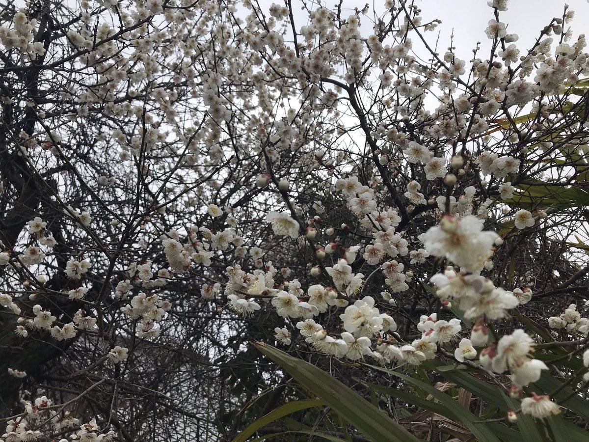 fc3ckuuga's tweet photo. 梅の花が好きだった父。その季節に旅立った…あちらには母が待ち、たくさんの親しい人たちがいる。何やら想像すると楽しそうだ。残された者だけが寂しいのは不公平だと思いながら、何も手につかない… https://t.co/vokY3RYv8v