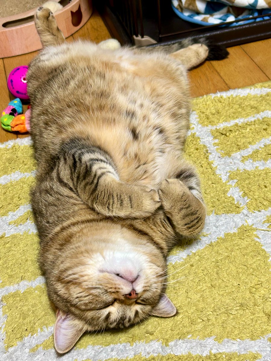 今年もバレンタインに何もなかった
猫男子の図を見てみましょう♡

#猫
#ミヌエット