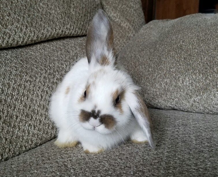 Bunnies (@bunnies) on Twitter photo 