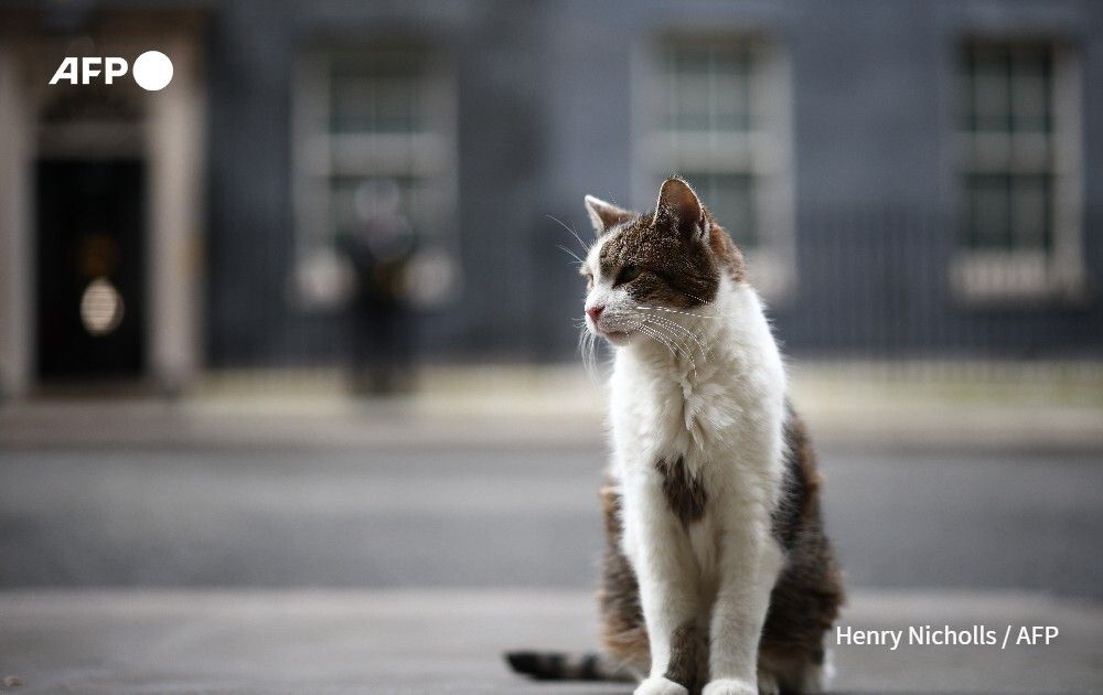 Larry the cat, the UK's most famous feline, marks 15 years as the country's chief mouser patrolling the corridors of power around number 10 Downing Street.
➡️ u.afp.com/S6Sv