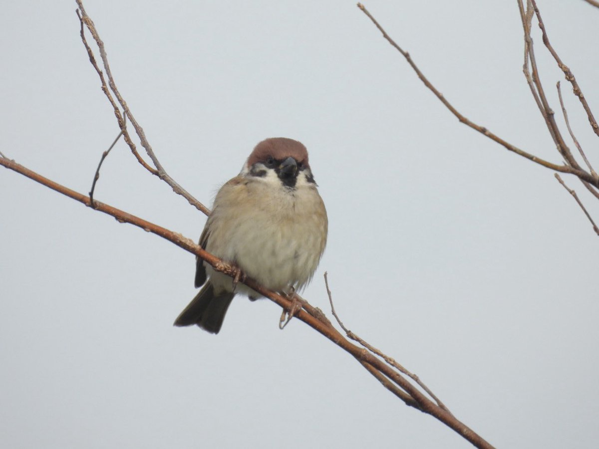 おはようございます！
入間市東町のラーメン一樹です

2月15日(日)
日曜日は昼営業のみとなります

限定B
辛味噌ラーメン950円

昨日は暖かかったですね
今日はもっと暖かいですね
お出かけ日和です
本日もよろしくお願い致します！