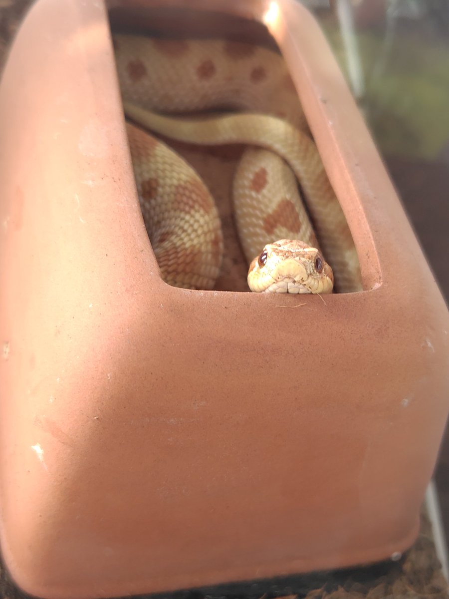 cornsnakeMatara's tweet photo. かわいい（ご飯食べない） https://t.co/mY8uu7atww
