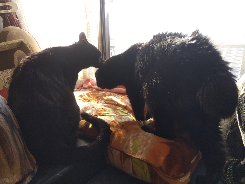 KusunoTohiro's tweet photo. お、あくびしてすっきり。

おはようございます。

くろねえさんも起きてきて
南の窓辺で合流です。

毛繕いで、ご挨拶。
今日も仲良しですね。

2月なのに
20℃まで上がるって！
https://t.co/hEiPbrp9Ah https://t.co/tuYgT5PygF