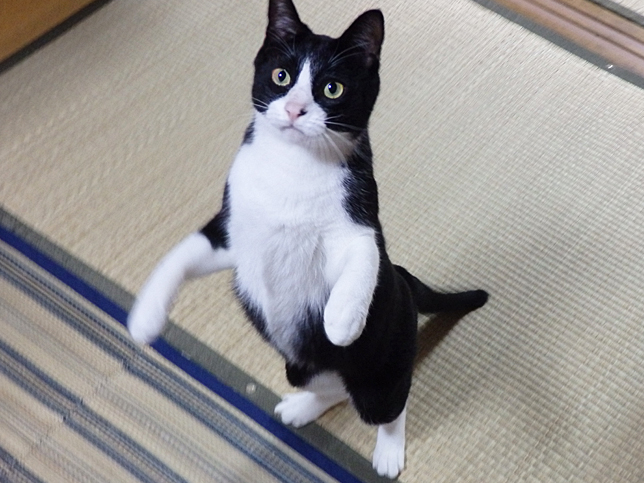 KusunoTohiro's tweet photo. お、あくびしてすっきり。

おはようございます。

くろねえさんも起きてきて
南の窓辺で合流です。

毛繕いで、ご挨拶。
今日も仲良しですね。

2月なのに
20℃まで上がるって！
https://t.co/hEiPbrp9Ah https://t.co/tuYgT5PygF