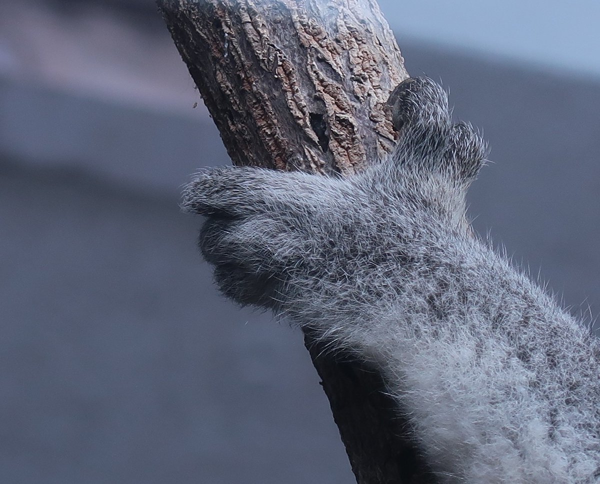 コアラ コアラ のアース(オス)が独特の恰好で休んでいたので、手足の写真を