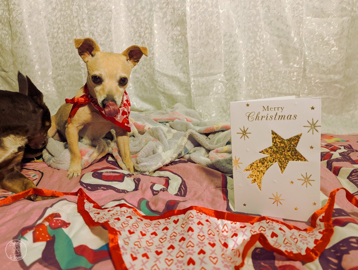 You've Got Mail! Pt. 4
Thank you Timmy &amp; your Mom <a href="/huhnerfee/">TIMMY 🐾❤️ & Mom👧🦔🐔🌷🌸🌿</a>  for our Christmas card! It was a lovely surprise this February. 
Happy Birthday to your Mom!! 

youtu.be/rTI3SUwwwYc

#DogsofTwitter #Dogsofx #DogsonX #Christmas #Snowby #ChewbySnow