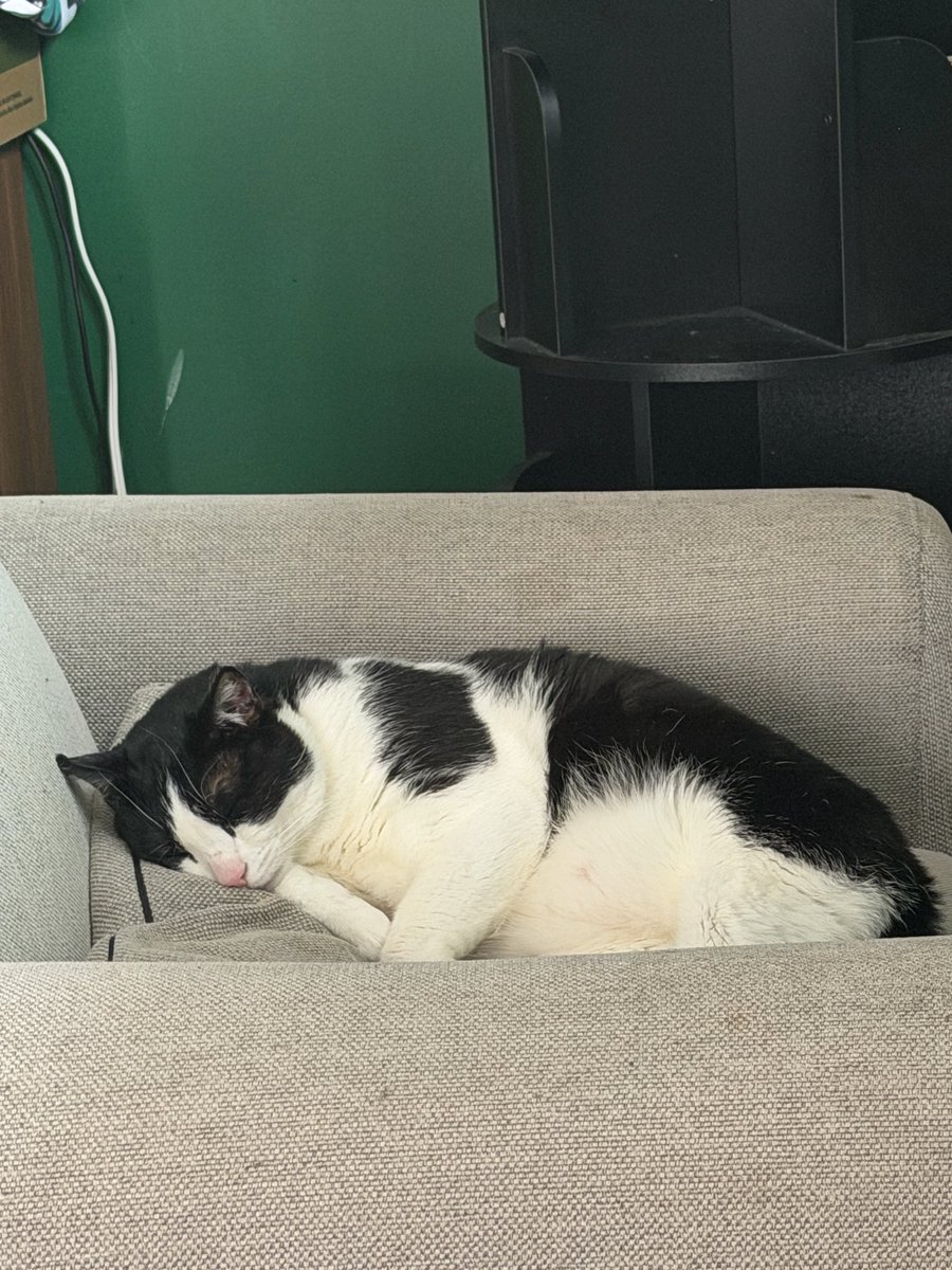 JP hopes everyone is having a nice sleepy Caturday!