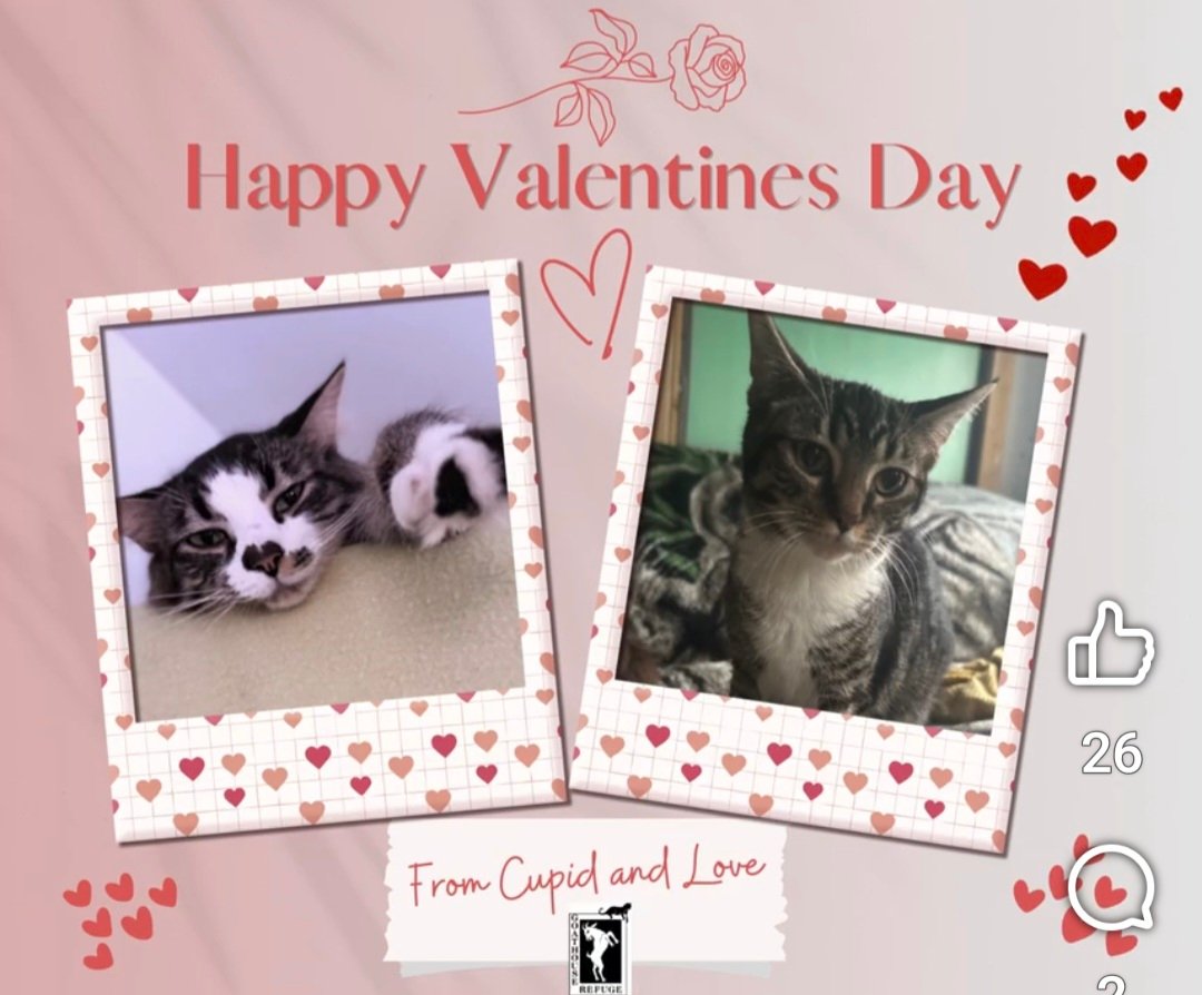 The Goathouse Refuge (@goathouserefuge) on Twitter photo 