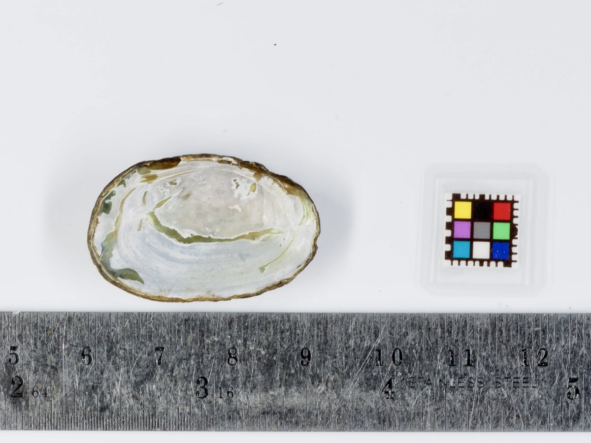 カワハヤ (@uu_nousonseitai) on Twitter photo 