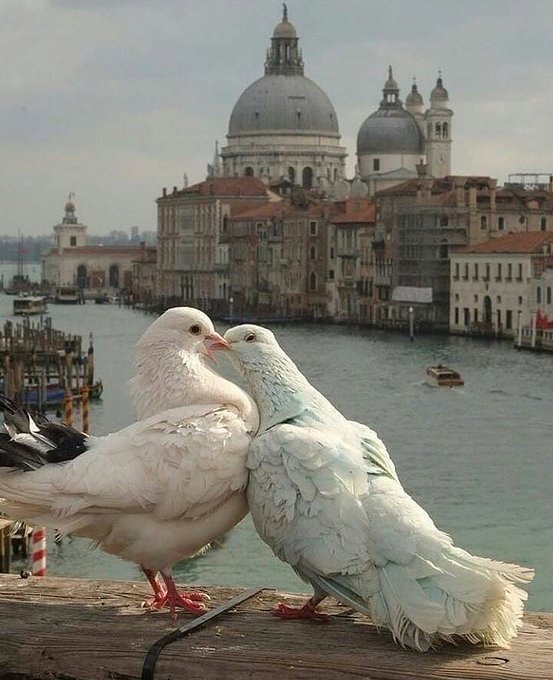 a_london_pigeon's tweet image. #composite Two necking pigeons supposedly on the Ponte dell’Accademia #Venice no resemblance to the actual bridge.
Background image the Basilica Santa Maria della Salute, built 1631-1681 commemorating deliverance from plague which killed 140,000 in the city and around the lagoon.