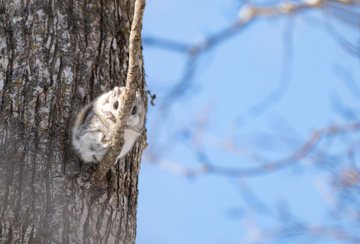 こーちゃ tweet media