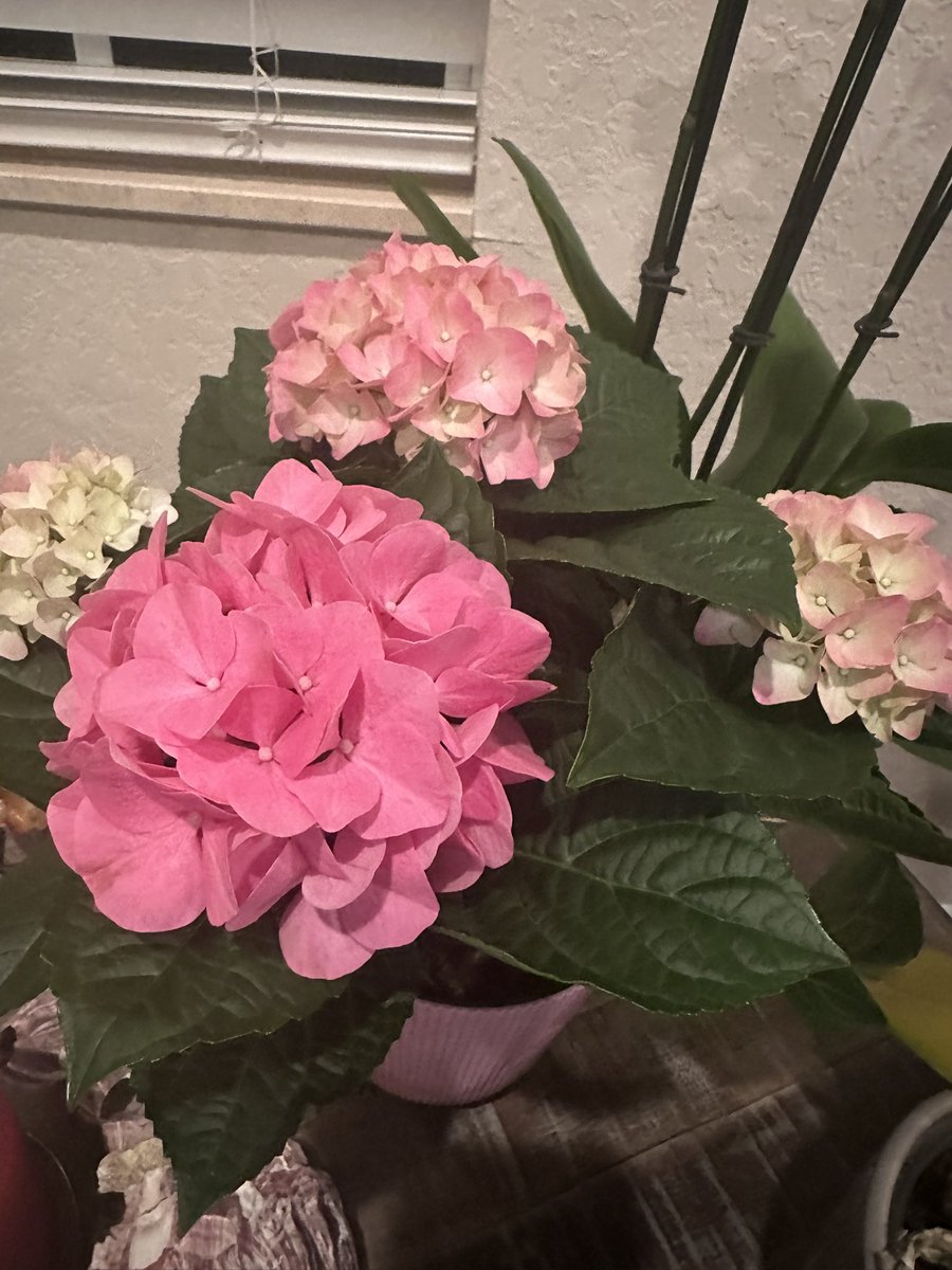 Irma1038's tweet photo. Mis bellas flores me encantan. My beautiful flowers 🥰🥰😘😘😘😘 https://t.co/ocnOtgOXnd