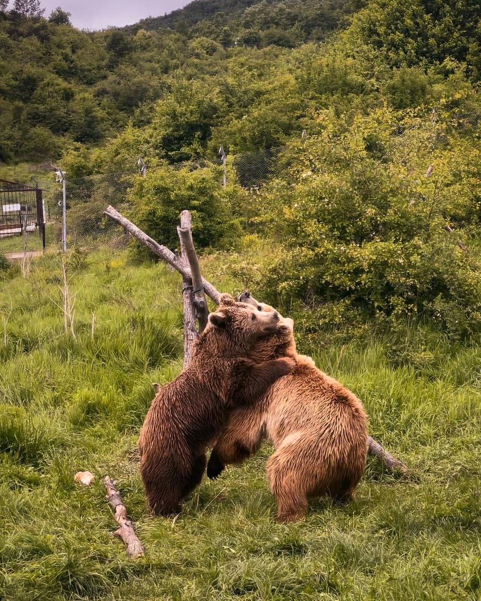 fourpawsAU's tweet photo. From a basement and a restaurant cage to this. ๐ป๐งก๐ป
Andri and Lena were rescued from isolation and neglect to find a "match made in bear heaven" at our BEAR SANCTUARY Prishtina.
Proof that companionship is the best medicine. ๐โจ
#SaveTheSaddestBears #AnimalSanctuary https://t.co/2htLMJaXj1