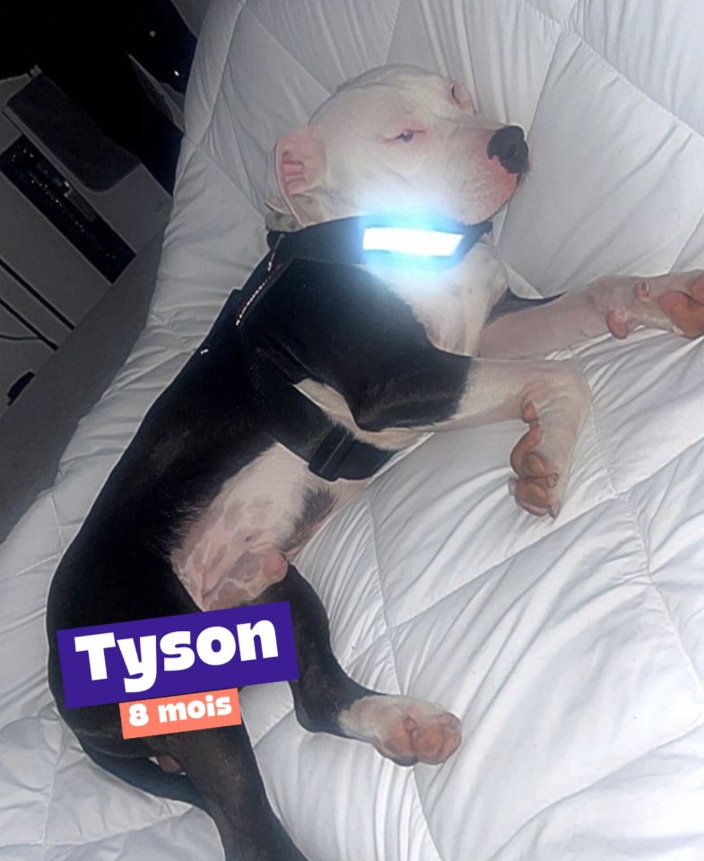 AthosYorkshire's tweet photo. 🚨 URGENCE ABSOLUE – TYSON A BESOIN D’AIDE 🚨

Tyson est un jeune staff d’à peine 8 mois.

Il a été retiré d’une situation de maltraitance grave : coups, violences répétées, peur constante. Malgré tout ce qu’il a subi, Tyson est un chien gentil, jeune et plein de potentiel.

Une dame l’a recueilli en urgence, mais elle ne peut plus le garder. Initialement, elle nous a contacté pour qu’on puisse le prendre en charge mais elle refuse désormais de nous le confier pour le VENDRE !

Le chien se situe à Marseille, donc si vous voyez une quelconque annonce n’hésitez pas à nous mentionner et à nous transmettre l’info ! Nous souhaitons à tout prix récupérer le loulou afin de lui éviter d’être vendu dans une famille au hasard et de risquer qu’il atterrisse de nouveaux entre de mauvaises mains !😢

👉 Dans moins d’UNE SEMAINE, Tyson doit impérativement :
trouver une famille d’accueil en urgence et pouvoir accéder aux soins vétérinaires de base (stérilisation, vaccins, suivi)

Nous ne pouvons pas le mettre en pension et nous n’avons plus les moyens financiers d’assumer seuls sa prise en charge. Sans aide, la situation devient critique.
Cette cagnotte servira uniquement à couvrir :

stérilisation
mise à jour des vaccins
frais vétérinaires indispensables
🙏 Nous cherchons en priorité une FAMILLE D’ACCUEIL EN URGENCE
🙏 Toute aide financière, même minime, peut faire la différence
🙏 Un simple partage peut sauver Tyson

Voici le lien de la cagnotte : https://t.co/dliLeCQbto

Tyson n’a rien demandé. Il mérite enfin une vraie chance, loin de la violence.

Merci infiniment à toutes les personnes qui pourront aider, partager ou se mobiliser pour lui 🐾💔