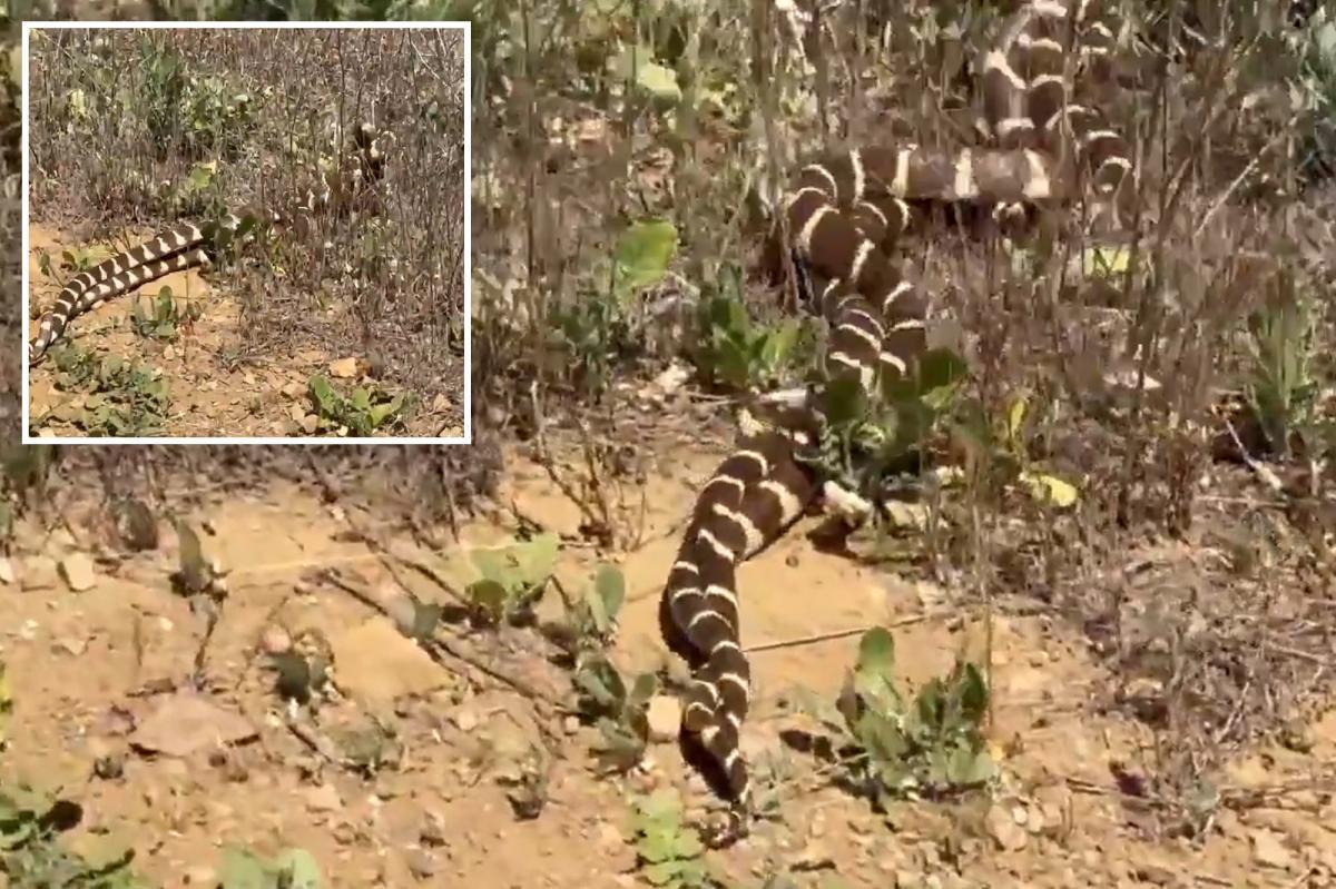Incredible moment snakes spotted in lover’s embrace on Valentine’s Day nypost.com/2026/02/14/us-…