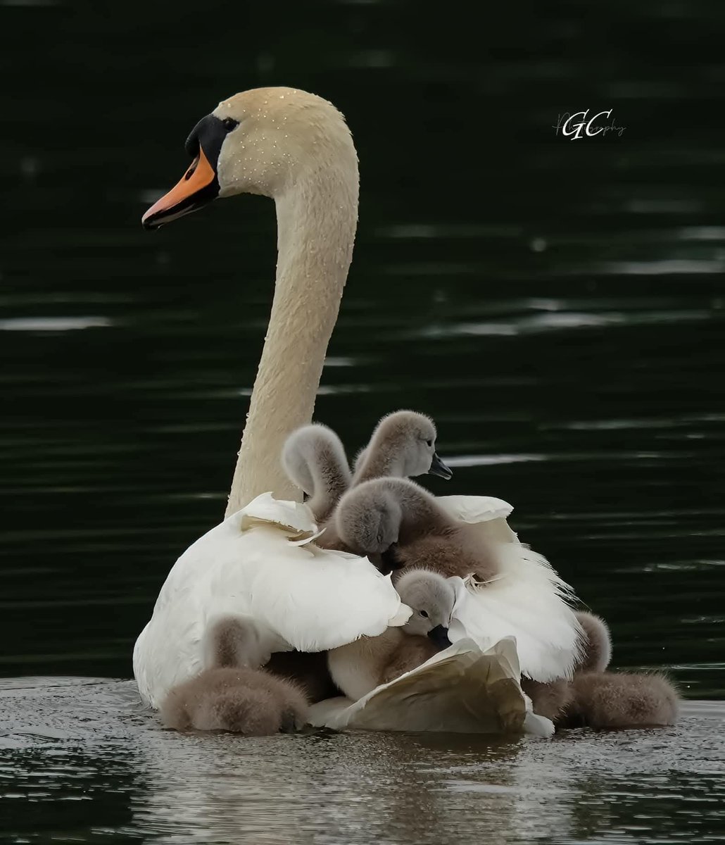 's tweet image. This wonderful moment of a Swan transporting her cygnets was captured on the Craigavon lakes County  Armagh. Isn't Nature just amazing 😍

📸 Glen Calvert

#Nature #Armagh #Ireland #Swans