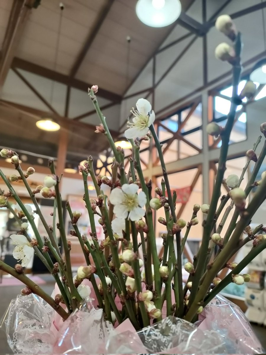 宮城県柴田町観光物産協会 tweet media