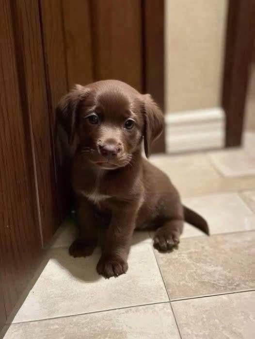 Popularpuppies © tweet media