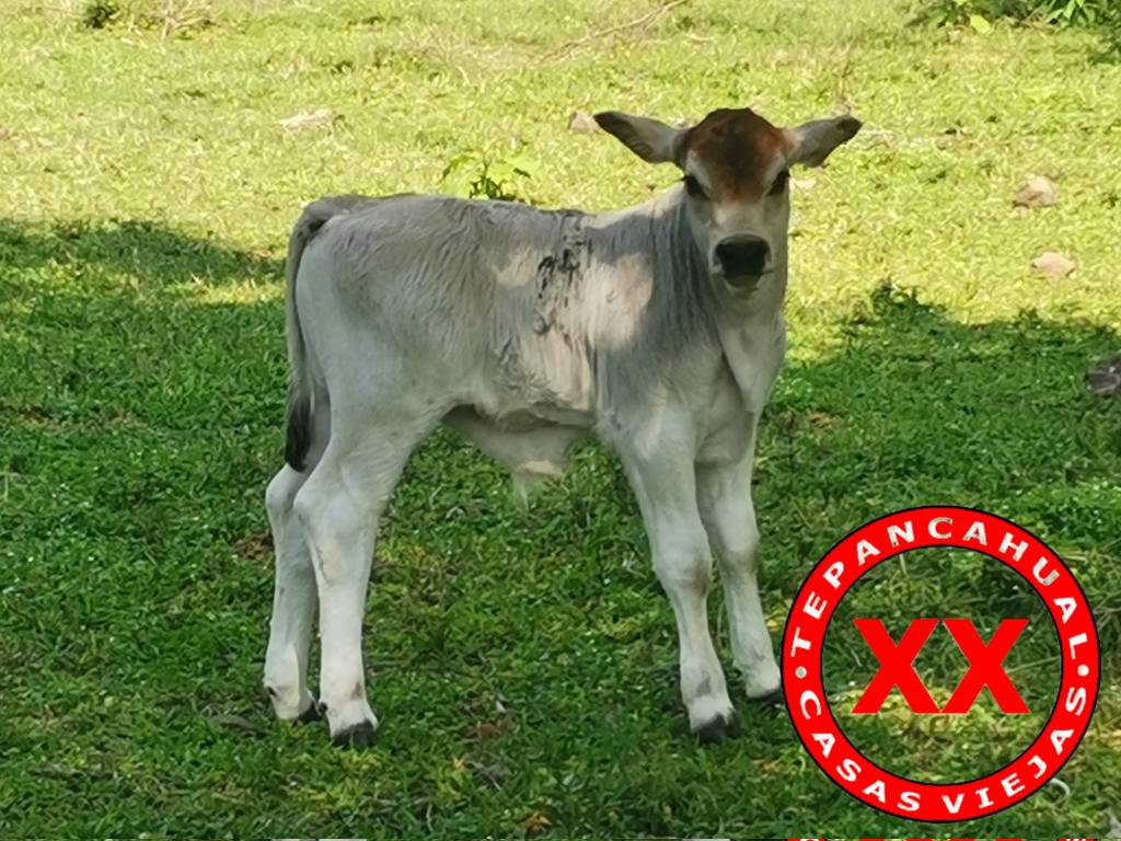 Feliz día del amor y la amistad, les deseamos desde Tepancahual en compañía de este nuevo retoño.

.

.

.

.

.

.
#rancho #ranchlife #postalesdecampo #ganado #cattle #ElCampoNoPara #SoyRanchero #Huasteca #Hidalgo #Huazalingo #Tepancahual