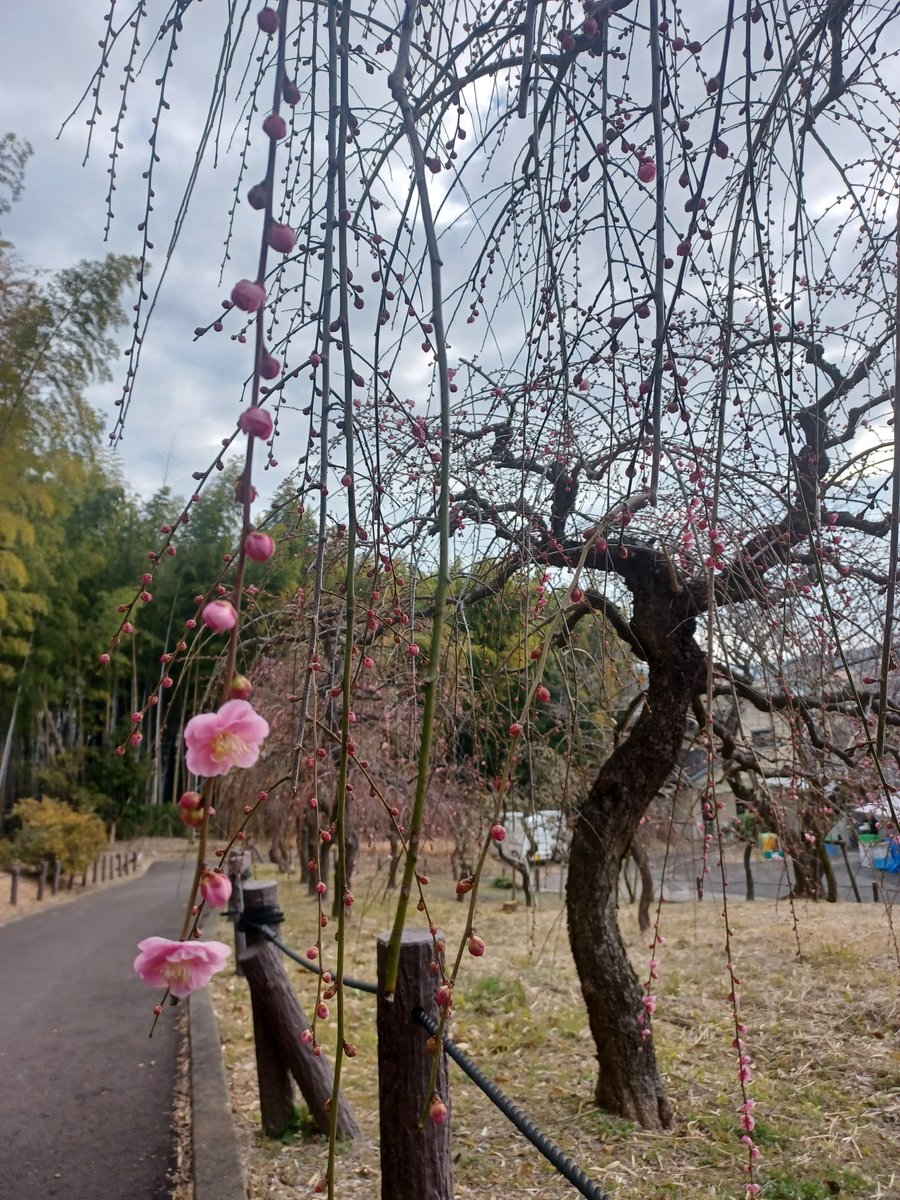 プルメリ開花中　大株　２月１９日写真更新 2/15(日)開花状況「咲き始め」です。昨日の暖かさでまたつぼみが膨らみ