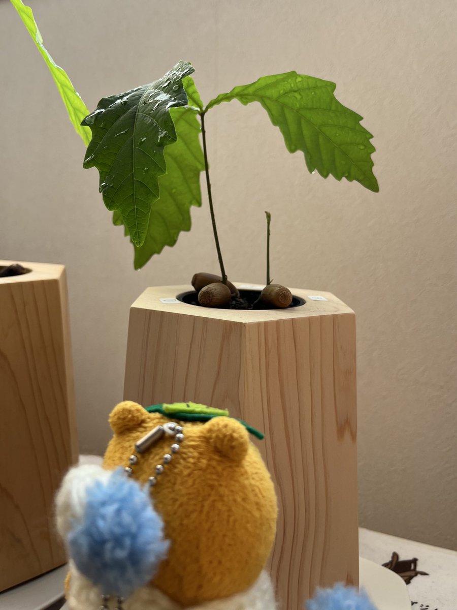 kiroitorie's tweet photo. どんぐりはあまり変化なし
寒かったからね🌱

枯れずに頑張ってます

#MODRINAE
#ポンタ #Ponta #ポン活 https://t.co/kZA7Ghx7kX