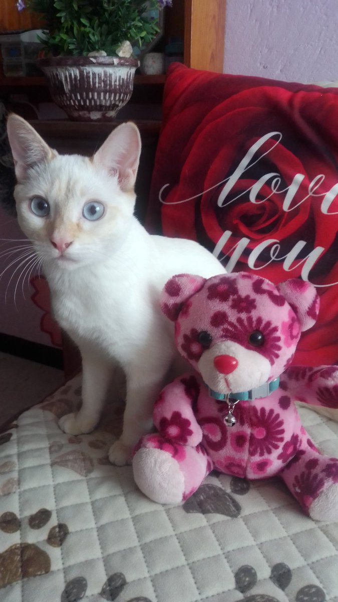 Jen Kanzaki tweet media