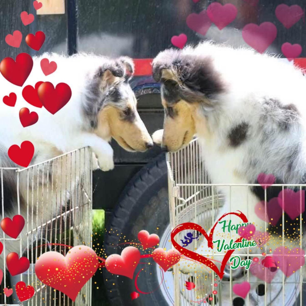 CollieOf's tweet photo. Happy Valentine’s Day!  Kiss your collies! https://t.co/9ch9A7cRF8