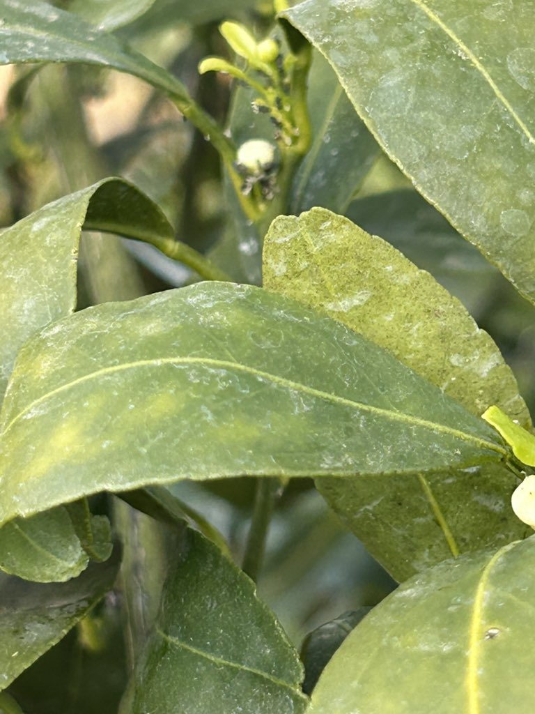 なつみ花芽が　動いてるどころじゃない‼️
場所によっては　もう開花寸前