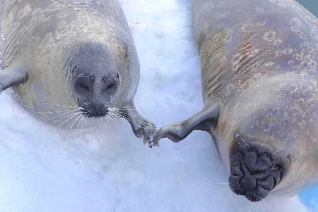 Herbuurna 🦭🇵🇷 tweet media