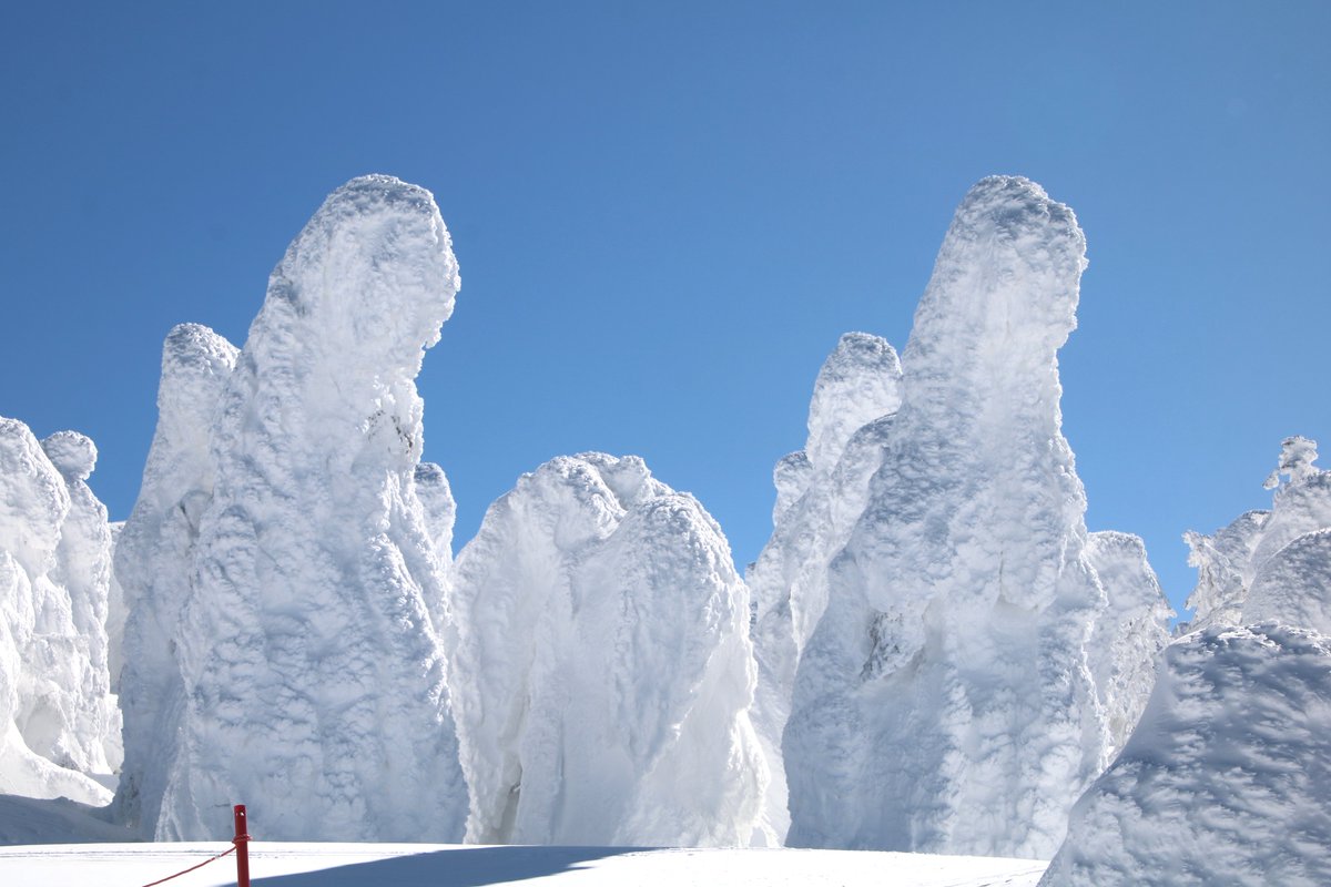 SourceHunting's tweet photo. 1914年2月15日（2月16日説もあり）は樹氷が発見されたことから「樹氷の日」である！😎
因みに25-26シーズンは蔵王温泉開設100周年！

#樹氷の写真を貼る見た人も貼る #樹氷の日 #蔵王の樹氷 #樹氷 #icemonster #snowmonster #アイスモンスター #スノーモンスター #アイスが正式 #スノーは俗称 https://t.co/uNsWxoMRPP