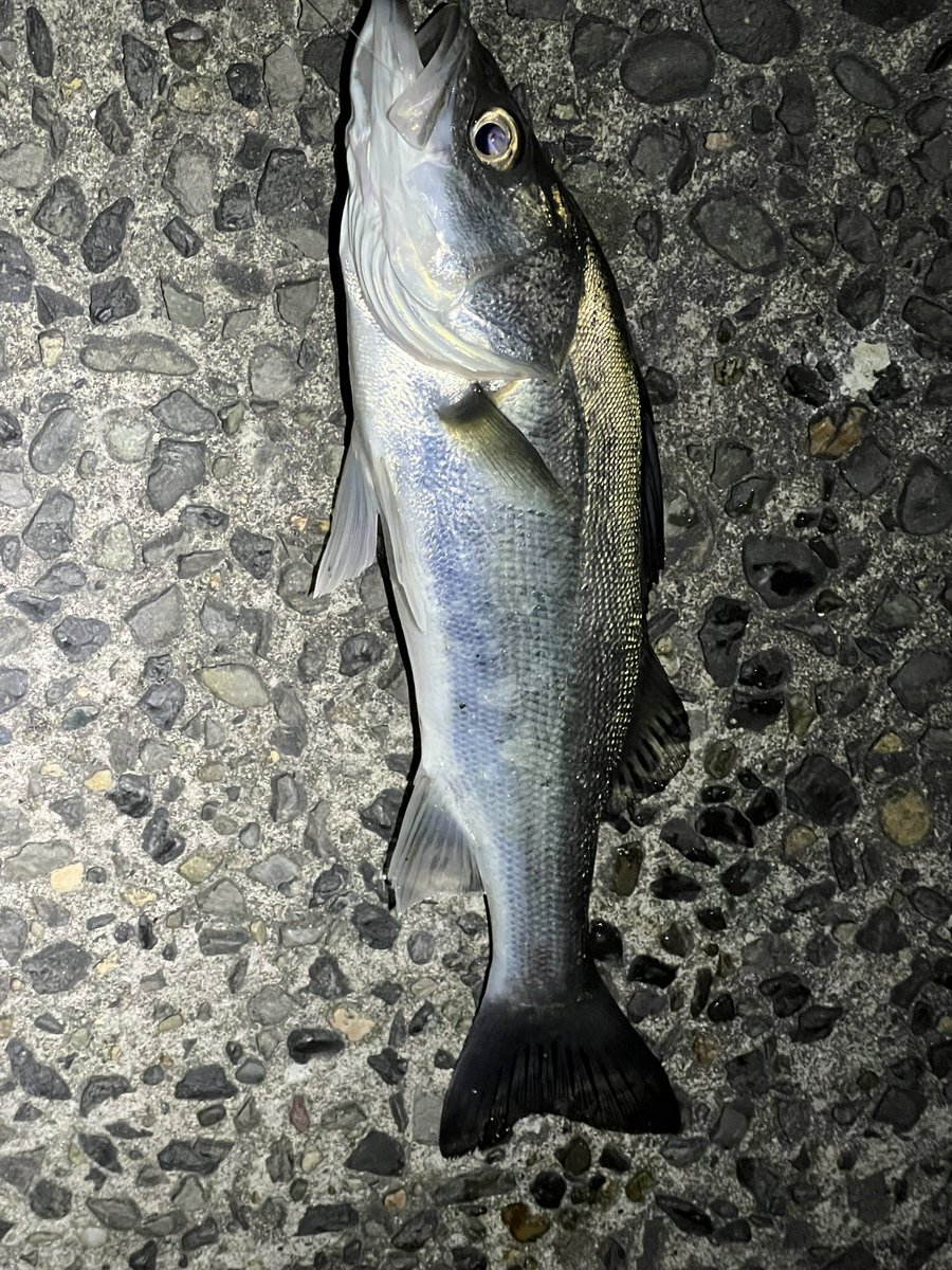 uninini_san's tweet photo. ようやく今年初fish🎣 https://t.co/VOvukSSoUZ