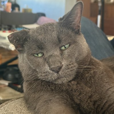 #NewProfilePic and bio since all us baseball girlies are making friends.