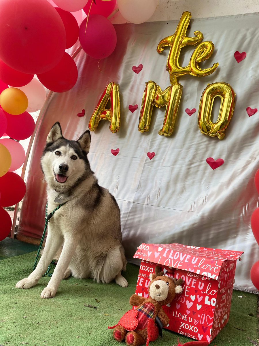 ALKAPONE's tweet photo. Feliz dia del amor y la amistad raza, no tengo foto enseñando piel pero si a Tara en modo Ultrafifi. https://t.co/THwbReqkiM