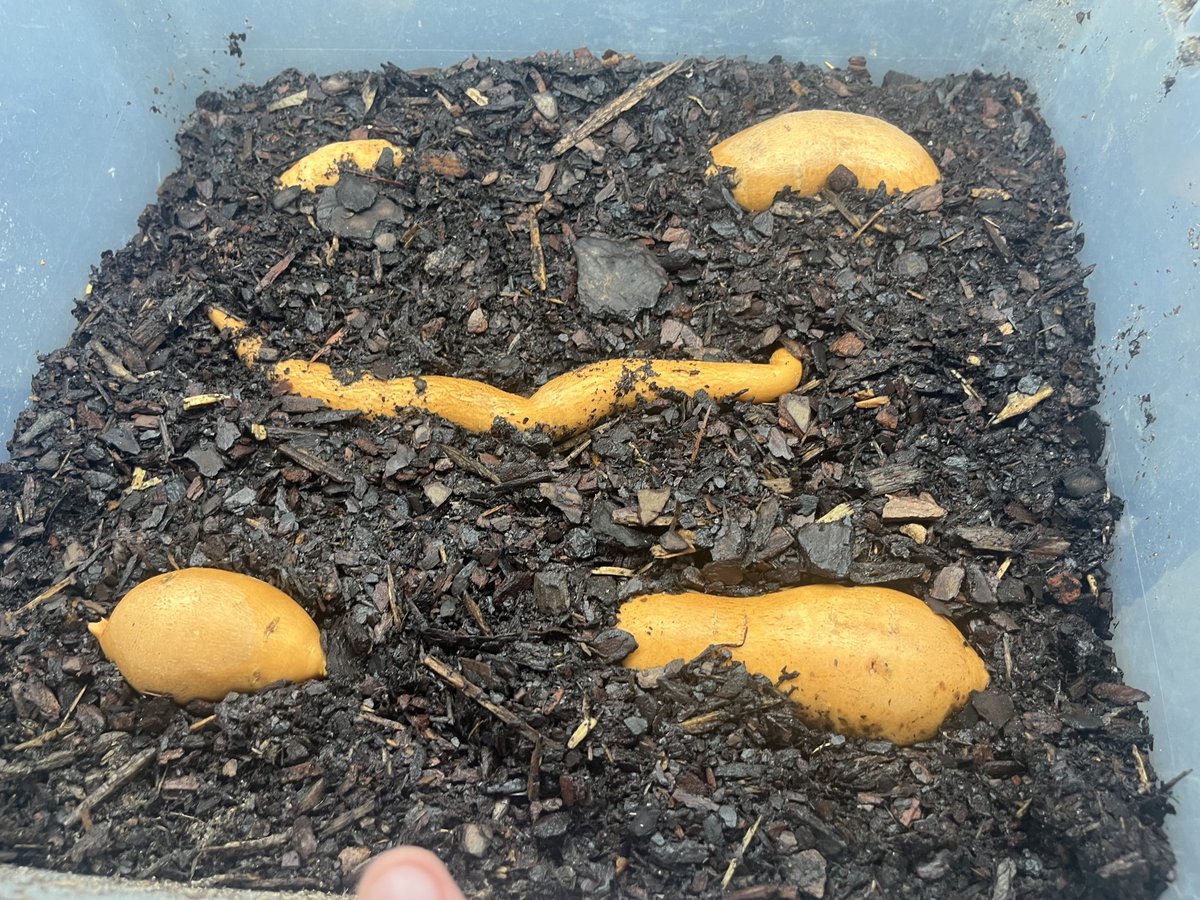 Got some more seeds planted, though the luffa label is there it’s still soaking for a bit before it goes in.

We didn’t have a great sweet potato harvest, but maybe I can get some new slips to grow from them! We shall see in a few weeks.