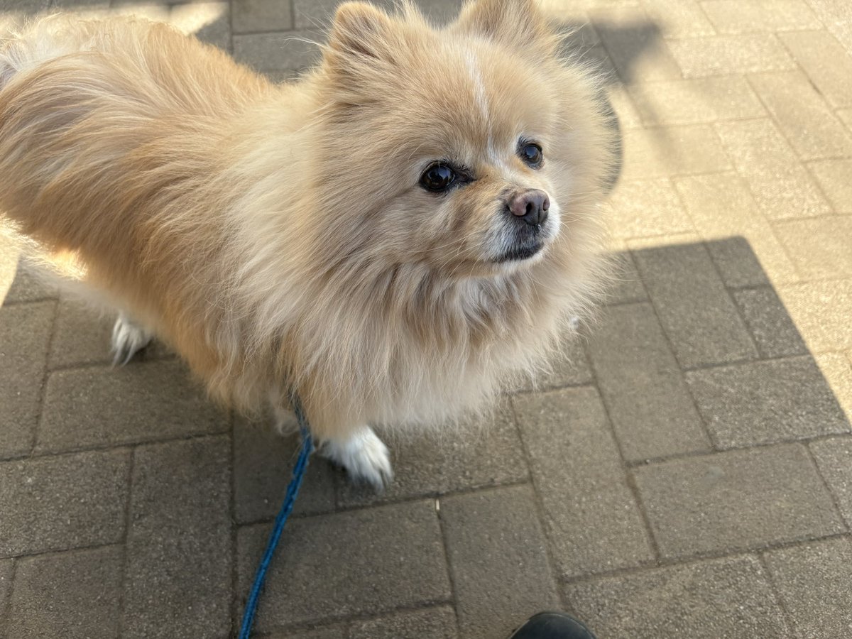 おはようございます(*^ω^*)
クゥ🐶と散歩中🐕🚶‍♂️☀️
今日もよろしくお願いします
良い1日をお過ごしください( • ̀ω ⁃᷄)✧🌺
#愛犬 #散歩 #犬のいる幸せ #犬のいる暮らし #JakeMFF #ポメラニアン