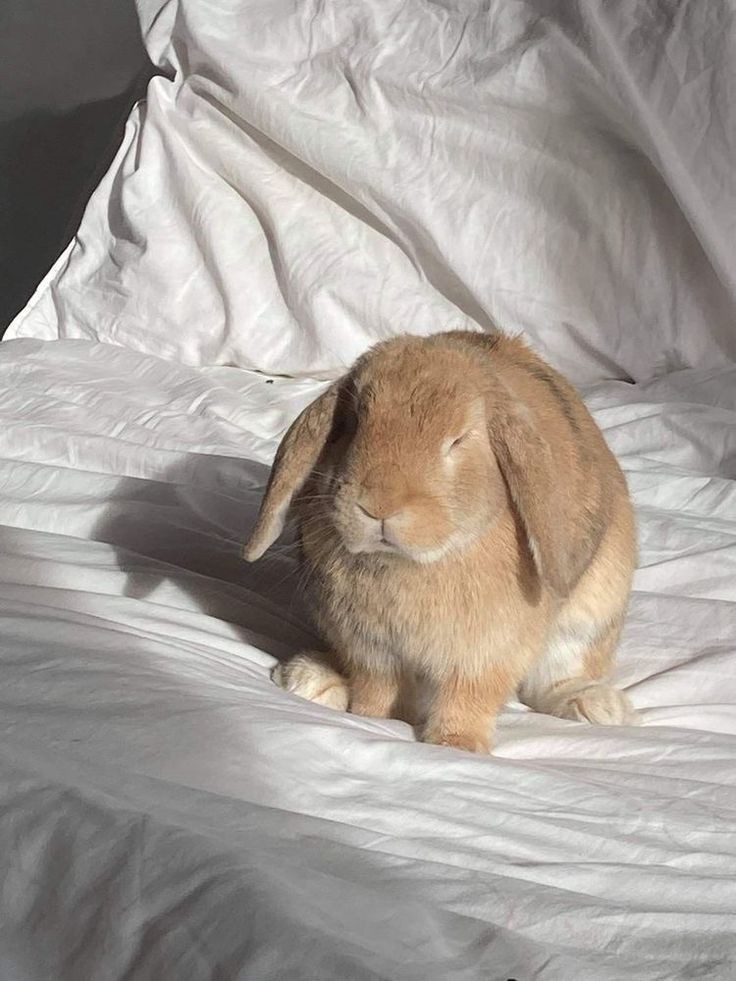 bunny deku pics tweet media