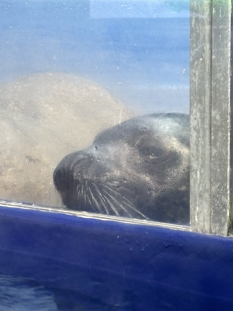 女子スペース覗きザラシ
#オガ　#新江ノ島水族館
#ゴマフアザラシ