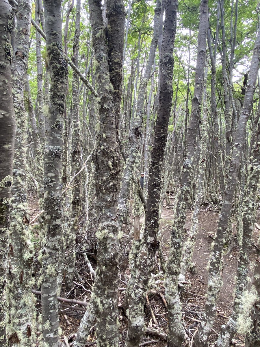 Raul F. Campusano tweet media