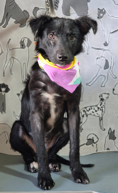 S O S  💥🚨🚨
Perrita abandonada en Ciudad Credisa, se había refugiado por las canchas, pero habían personas que la golpeaban. La mandaron a bañar y la han desparasitado. Un contacto ofrece pagar su esterilización. 
Contacto:7816 8176
Caso 861