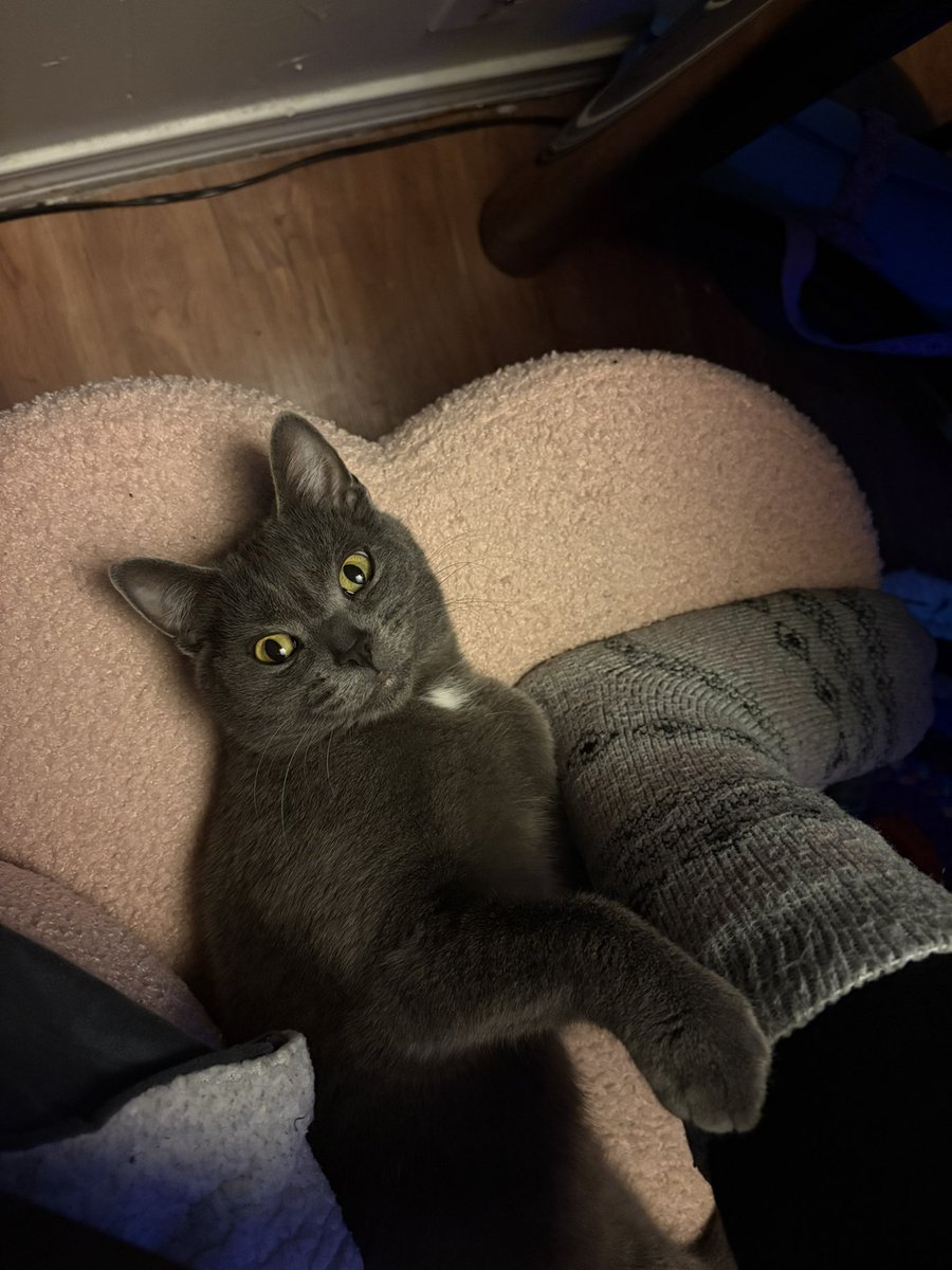 Nala wishes everyone a happy Valentine’s Day 💖

(This was taken seconds before she bit into my ankle 😑)