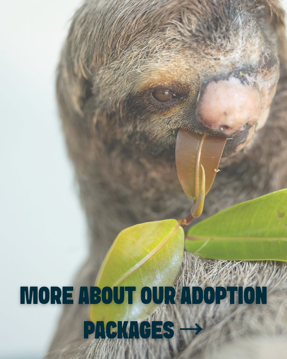 The Sloth Institute tweet media