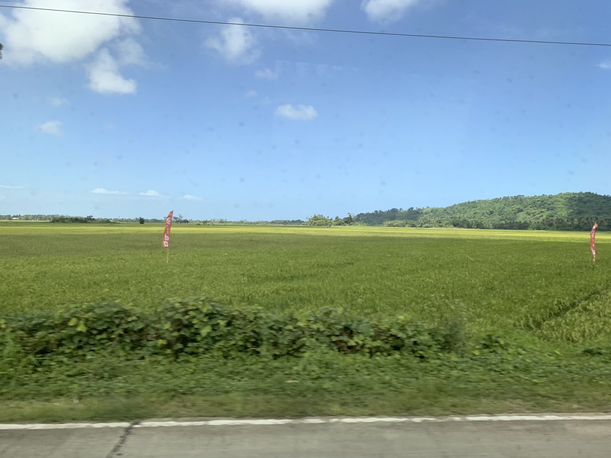 一片绿油油的稻田